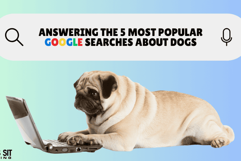 Answering the 5 Most Popular Google Searches About Dogs