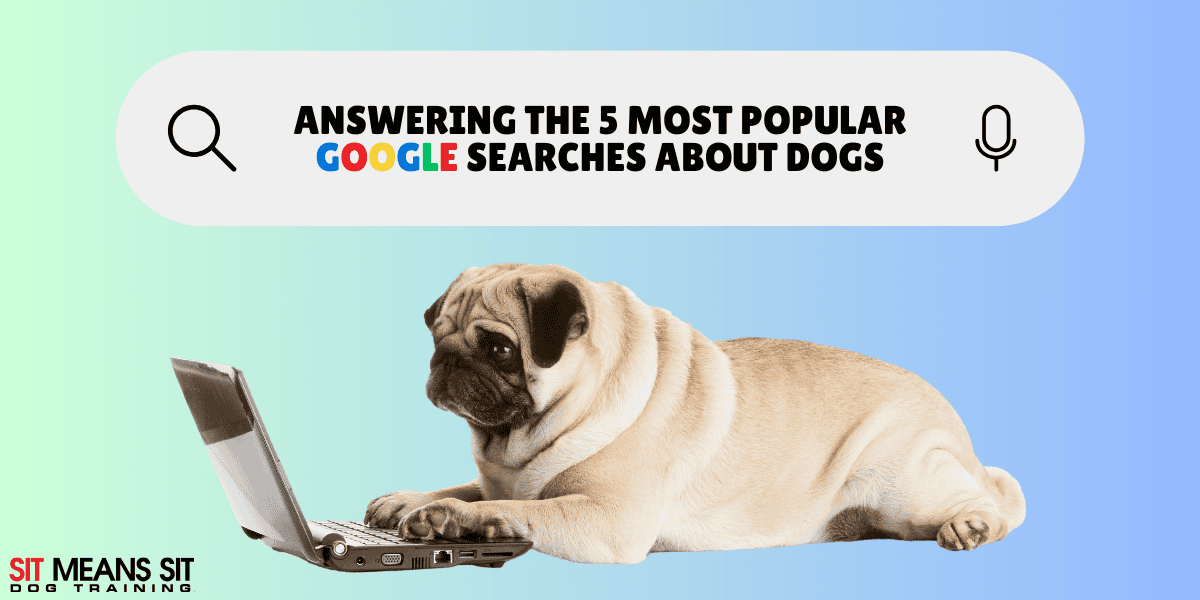 Answering the 5 Most Popular Google Searches About Dogs