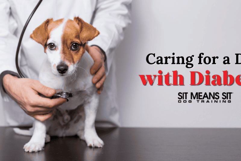 Caring for a Dog with Diabetes
