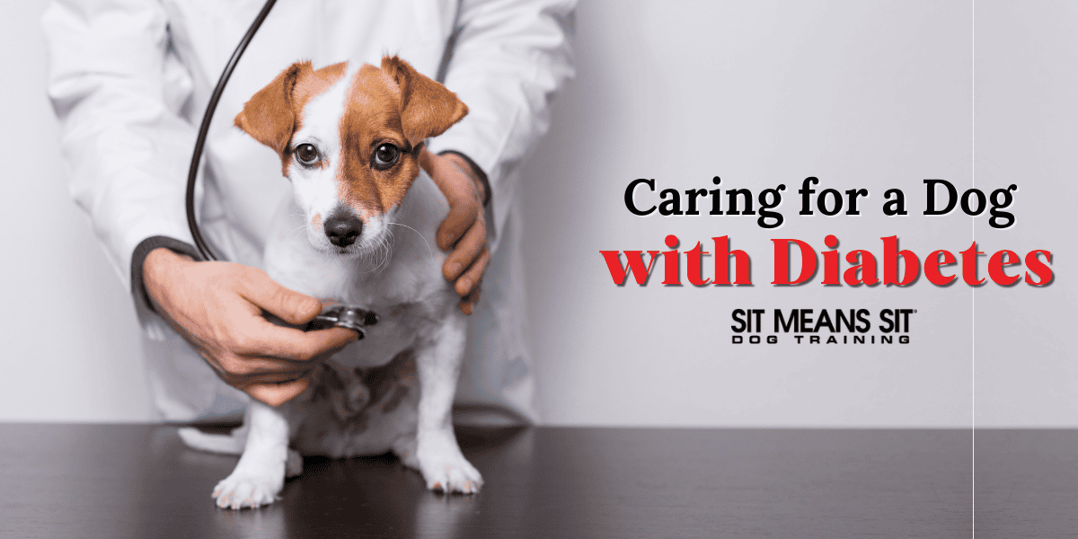 Caring for a Dog with Diabetes