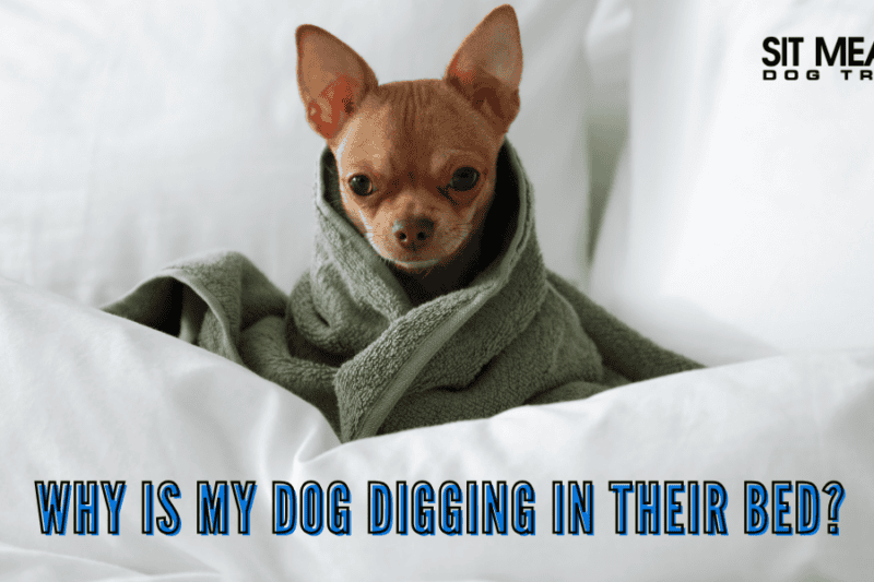 Why is My Dog Digging in Their Bed?