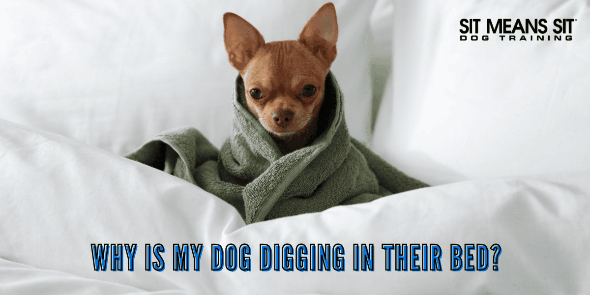 Why is My Dog Digging in Their Bed?