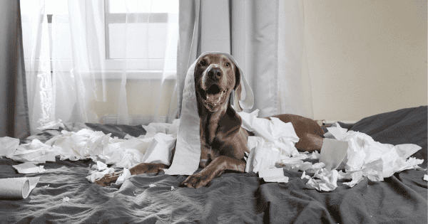 Tips for Dog-Proofing Your Home