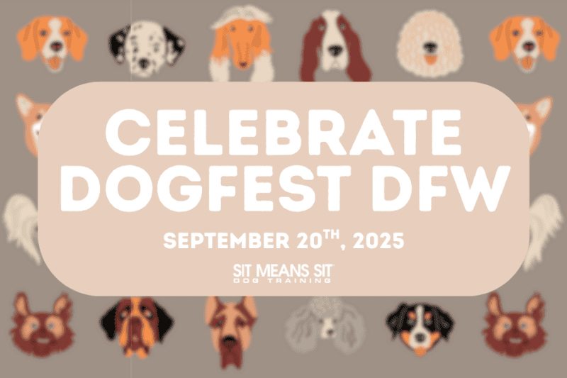Everything You Need to Know About DogFest DFW