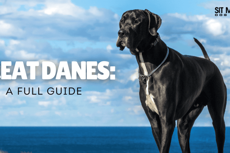 Everything You Need to Know About Great Danes