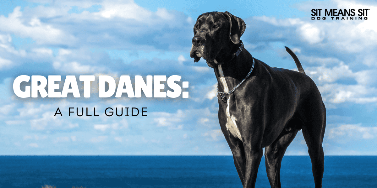 Everything You Need to Know About Great Danes