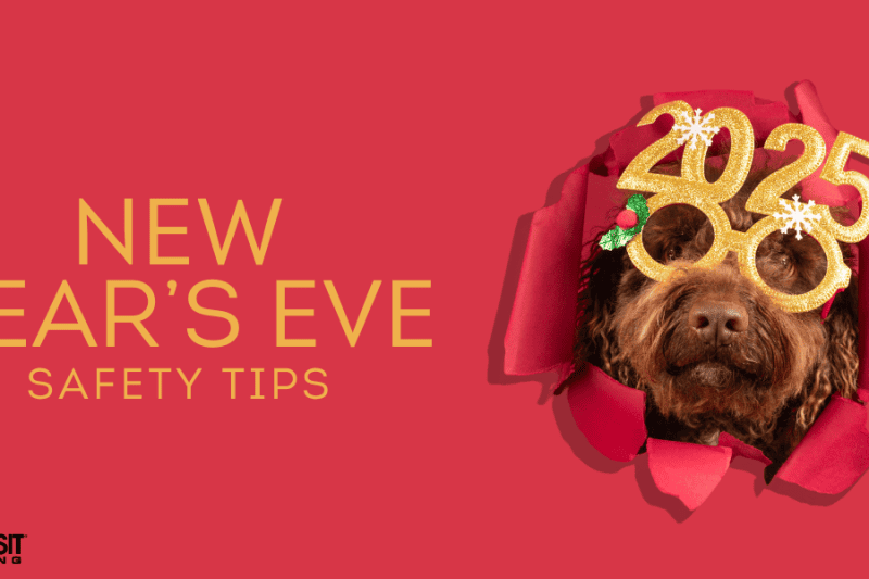 New Year’s Eve Pet Safety: Tips for Dog Owners