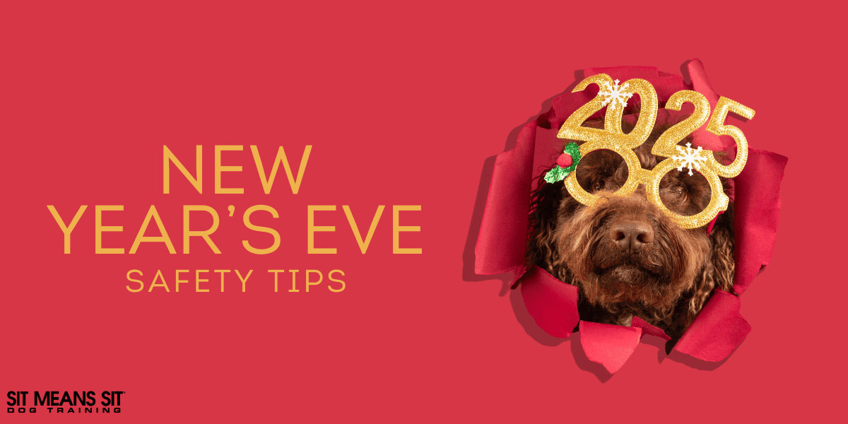 New Year’s Eve Pet Safety: Tips for Dog Owners