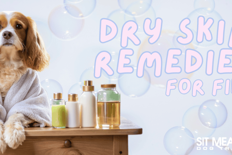 Remedies for Your Canine's Dry Skin