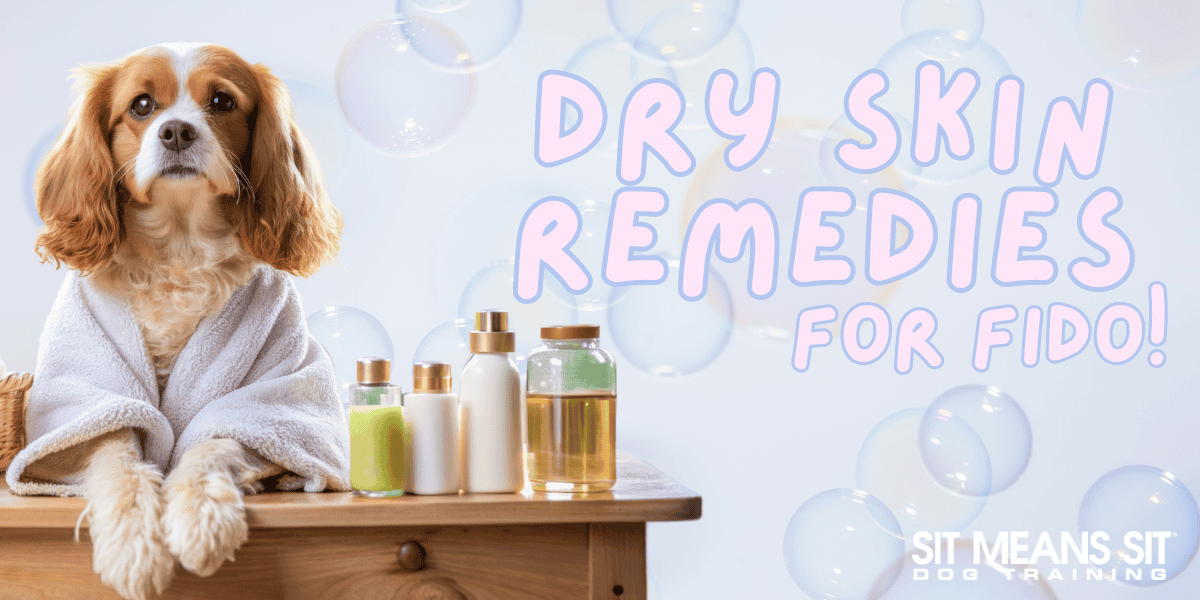 Remedies for Your Canine's Dry Skin