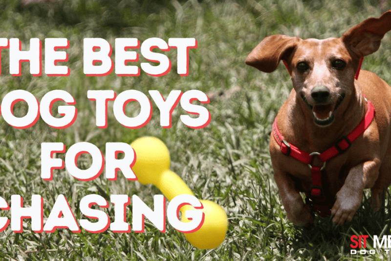 The Best Dog Toys for Chasing