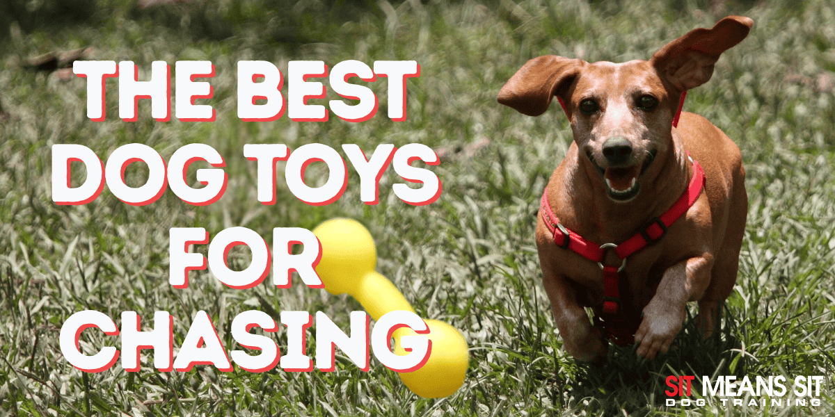 The Best Dog Toys for Chasing