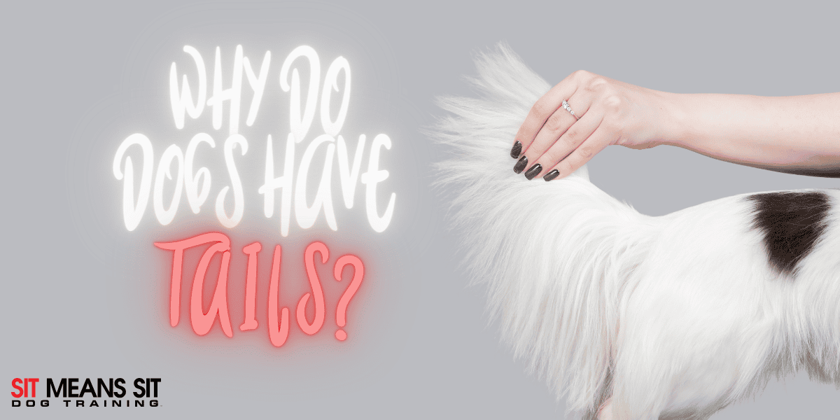 The Reason Dogs Have Tails