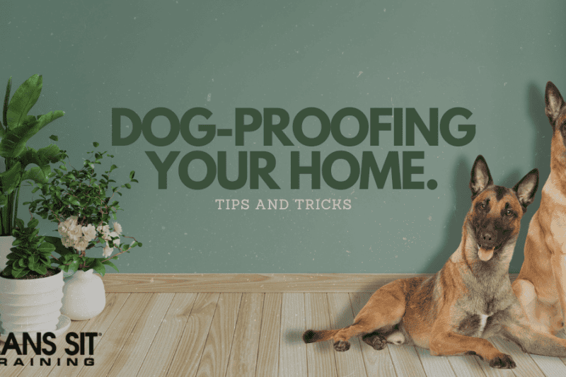 Tips for Dog-Proofing Your Home