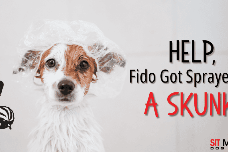 What to Do if Your Dog is Sprayed by a Skunk