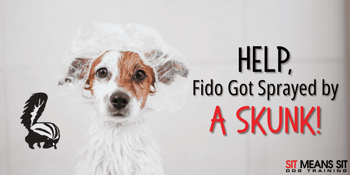 What to Do if Your Dog is Sprayed by a Skunk